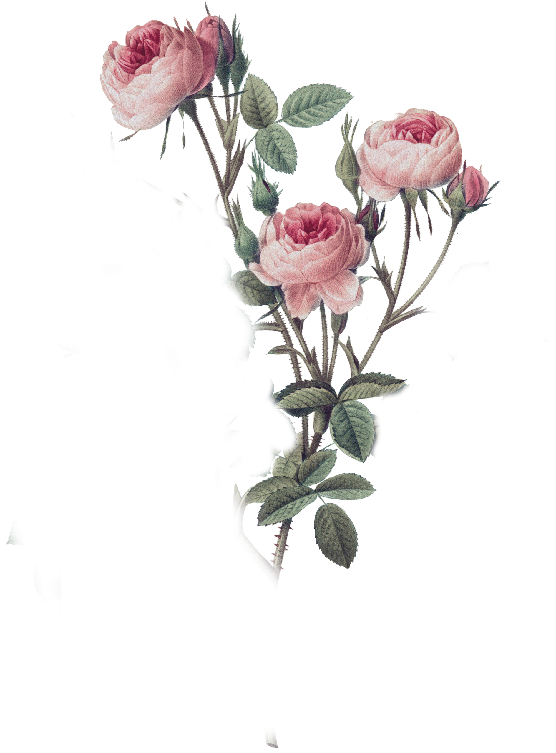 rose bundle
